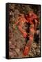 Crab (Galathea Strigosa).-Reinhard Dirscherl-Framed Stretched Canvas