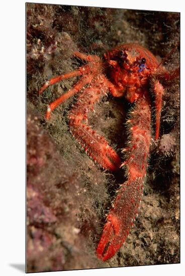 Crab (Galathea Strigosa).-Reinhard Dirscherl-Mounted Premium Photographic Print