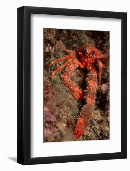 Crab (Galathea Strigosa).-Reinhard Dirscherl-Framed Photographic Print