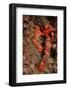 Crab (Galathea Strigosa).-Reinhard Dirscherl-Framed Photographic Print