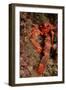 Crab (Galathea Strigosa).-Reinhard Dirscherl-Framed Photographic Print