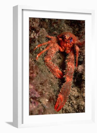 Crab (Galathea Strigosa).-Reinhard Dirscherl-Framed Photographic Print