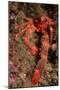 Crab (Galathea Strigosa).-Reinhard Dirscherl-Mounted Photographic Print