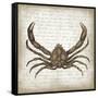 Crab II-Erin Clark-Framed Stretched Canvas