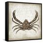 Crab II-Erin Clark-Framed Stretched Canvas