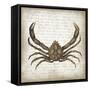 Crab II-Erin Clark-Framed Stretched Canvas