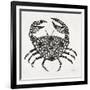 Crab in Grey-Cat Coquillette-Framed Giclee Print