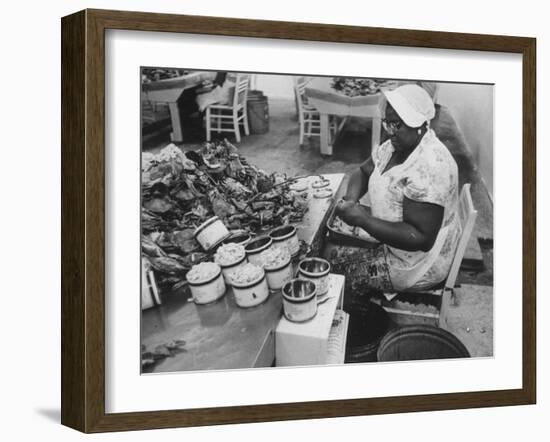 Crab Picker with Lumps and Freeze Dried Crab Meat in Cans-Ed Clark-Framed Photographic Print