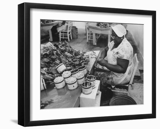 Crab Picker with Lumps and Freeze Dried Crab Meat in Cans-Ed Clark-Framed Photographic Print