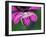 Crab spider sitting on a garden flower, UK-Andy Sands-Framed Photographic Print