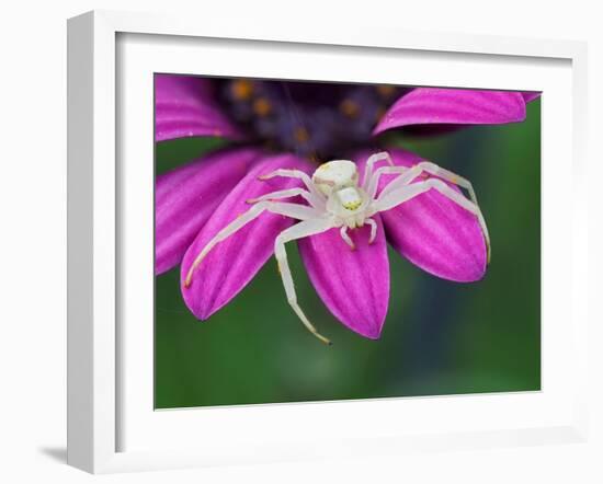 Crab spider sitting on a garden flower, UK-Andy Sands-Framed Photographic Print