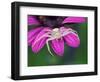 Crab spider sitting on a garden flower, UK-Andy Sands-Framed Photographic Print