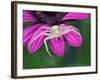 Crab spider sitting on a garden flower, UK-Andy Sands-Framed Photographic Print