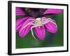 Crab spider sitting on a garden flower, UK-Andy Sands-Framed Photographic Print