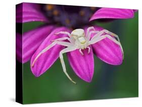 Crab spider sitting on a garden flower, UK-Andy Sands-Stretched Canvas