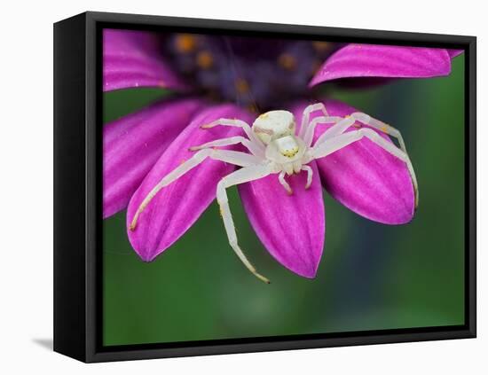 Crab spider sitting on a garden flower, UK-Andy Sands-Framed Stretched Canvas