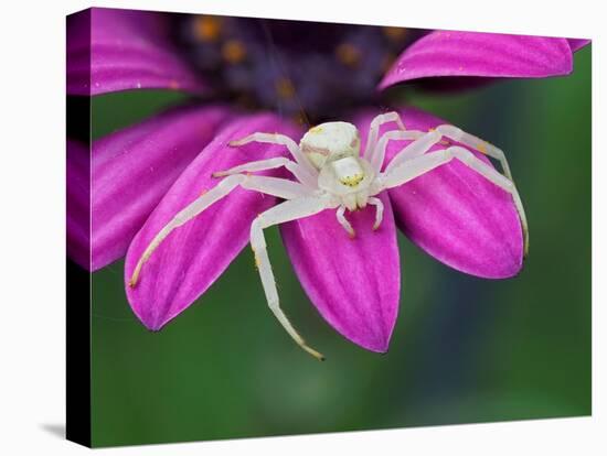 Crab spider sitting on a garden flower, UK-Andy Sands-Stretched Canvas