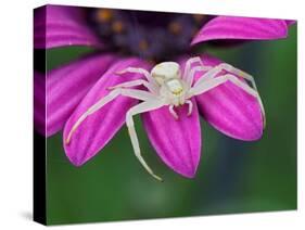 Crab spider sitting on a garden flower, UK-Andy Sands-Stretched Canvas