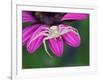 Crab spider sitting on a garden flower, UK-Andy Sands-Framed Photographic Print