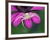 Crab spider sitting on a garden flower, UK-Andy Sands-Framed Photographic Print