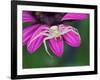 Crab spider sitting on a garden flower, UK-Andy Sands-Framed Photographic Print