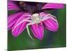 Crab spider sitting on a garden flower, UK-Andy Sands-Mounted Photographic Print