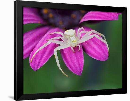 Crab spider sitting on a garden flower, UK-Andy Sands-Framed Photographic Print