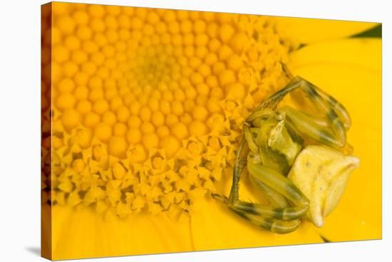 Crab Spider waiting for prey on head of Chrysanthemum, Italy-Paul Harcourt Davies-Stretched Canvas