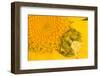 Crab Spider waiting for prey on head of Chrysanthemum, Italy-Paul Harcourt Davies-Framed Photographic Print