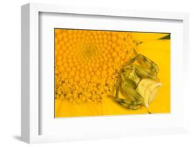 Crab Spider waiting for prey on head of Chrysanthemum, Italy-Paul Harcourt Davies-Framed Photographic Print