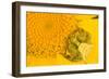 Crab Spider waiting for prey on head of Chrysanthemum, Italy-Paul Harcourt Davies-Framed Photographic Print