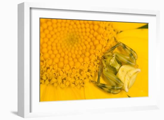 Crab Spider waiting for prey on head of Chrysanthemum, Italy-Paul Harcourt Davies-Framed Photographic Print