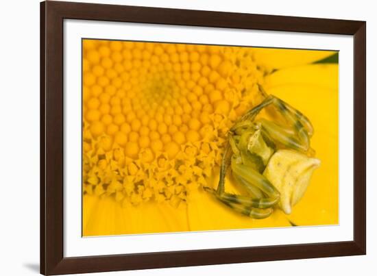 Crab Spider waiting for prey on head of Chrysanthemum, Italy-Paul Harcourt Davies-Framed Photographic Print