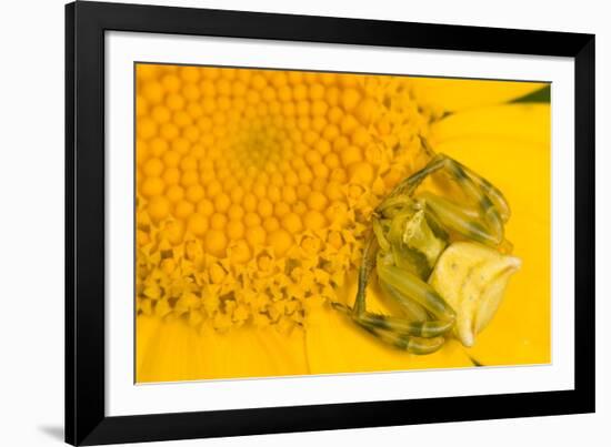 Crab Spider waiting for prey on head of Chrysanthemum, Italy-Paul Harcourt Davies-Framed Photographic Print