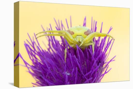 Crab spider waiting for prey on Meadow thistle, UK-Ross Hoddinott-Stretched Canvas