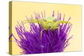 Crab spider waiting for prey on Meadow thistle, UK-Ross Hoddinott-Stretched Canvas