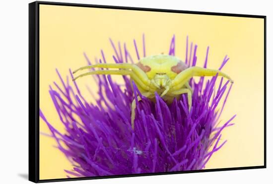 Crab spider waiting for prey on Meadow thistle, UK-Ross Hoddinott-Framed Stretched Canvas