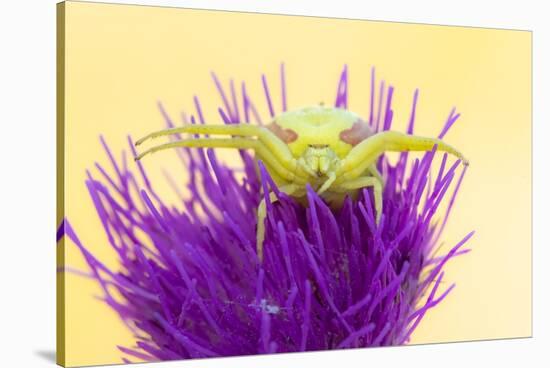 Crab spider waiting for prey on Meadow thistle, UK-Ross Hoddinott-Stretched Canvas
