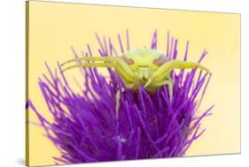 Crab spider waiting for prey on Meadow thistle, UK-Ross Hoddinott-Stretched Canvas