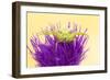 Crab spider waiting for prey on Meadow thistle, UK-Ross Hoddinott-Framed Photographic Print