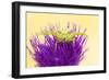 Crab spider waiting for prey on Meadow thistle, UK-Ross Hoddinott-Framed Photographic Print