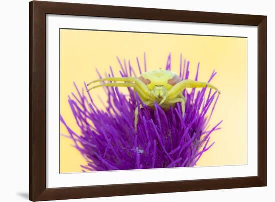 Crab spider waiting for prey on Meadow thistle, UK-Ross Hoddinott-Framed Photographic Print