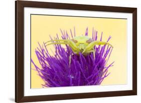 Crab spider waiting for prey on Meadow thistle, UK-Ross Hoddinott-Framed Photographic Print