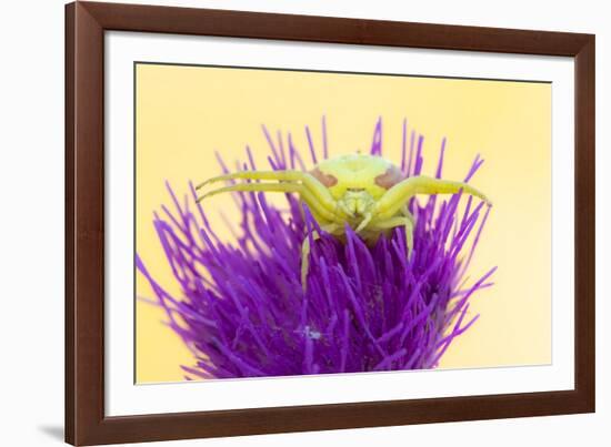 Crab spider waiting for prey on Meadow thistle, UK-Ross Hoddinott-Framed Photographic Print