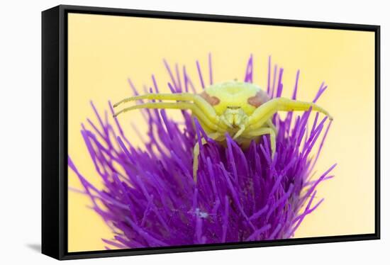 Crab spider waiting for prey on Meadow thistle, UK-Ross Hoddinott-Framed Stretched Canvas