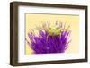 Crab spider waiting for prey on Meadow thistle, UK-Ross Hoddinott-Framed Photographic Print