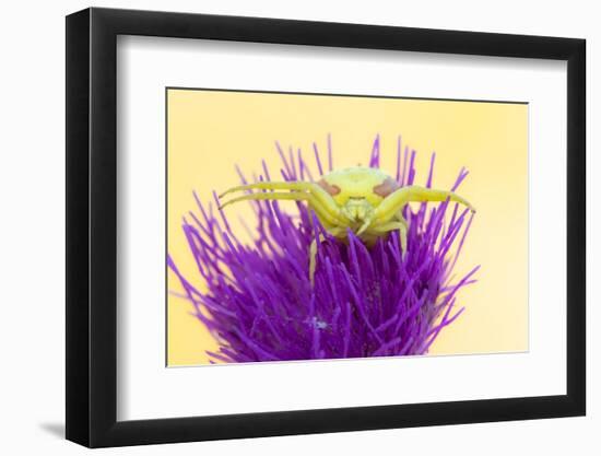 Crab spider waiting for prey on Meadow thistle, UK-Ross Hoddinott-Framed Photographic Print