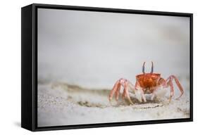 Crab Walking on Sand in the Galapagos Islands, Ecuador-Karine Aigner-Framed Stretched Canvas