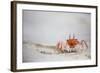 Crab Walking on Sand in the Galapagos Islands, Ecuador-Karine Aigner-Framed Photographic Print