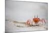 Crab Walking on Sand in the Galapagos Islands, Ecuador-Karine Aigner-Mounted Photographic Print